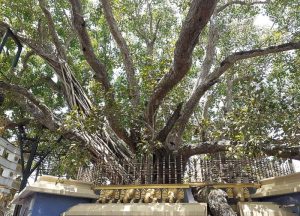 Джъстин Ифу Лин: „AI Plus“ стимулира бързото развитие на Китай