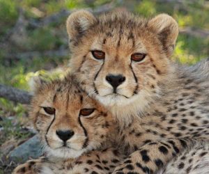 Ретро зеленият влак на Ухан е пролетен туристически хит