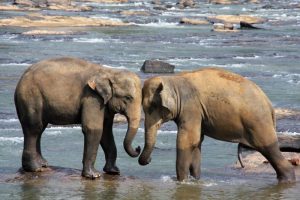 Cultural Highlights of Kandy Every Traveller Should Experience: Exploring Sri Lanka’s Pride & Joy