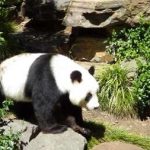 The Beautiful Pandas At Adelaide Zoo: Australia {Photo}