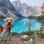 How to Travel the World with an Energetic Dog
