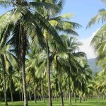 The Perfect 4 Days In Port Douglas Itinerary (2025 Guide)