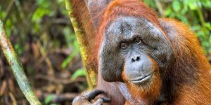 Where To See Orangutans In Borneo: 6 Sanctuaries And National Parks