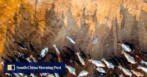 Съдбата на 600 кози и проектът в Хонконг