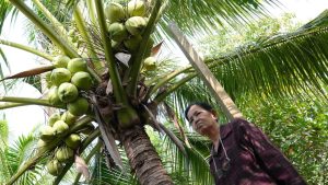 Китайски експерти по отбраната изчезват онлайн, криза в тайландския кокосов картел: 5 четива през уикенда, които сте пропуснали